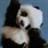 donpanda