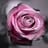 MARIA JOSE