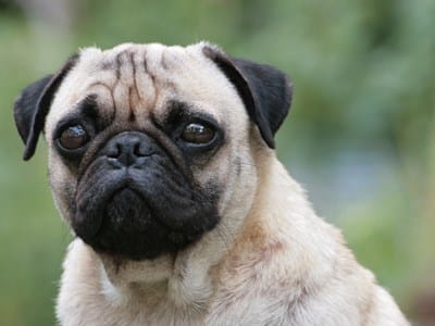 Animales y Mascotas